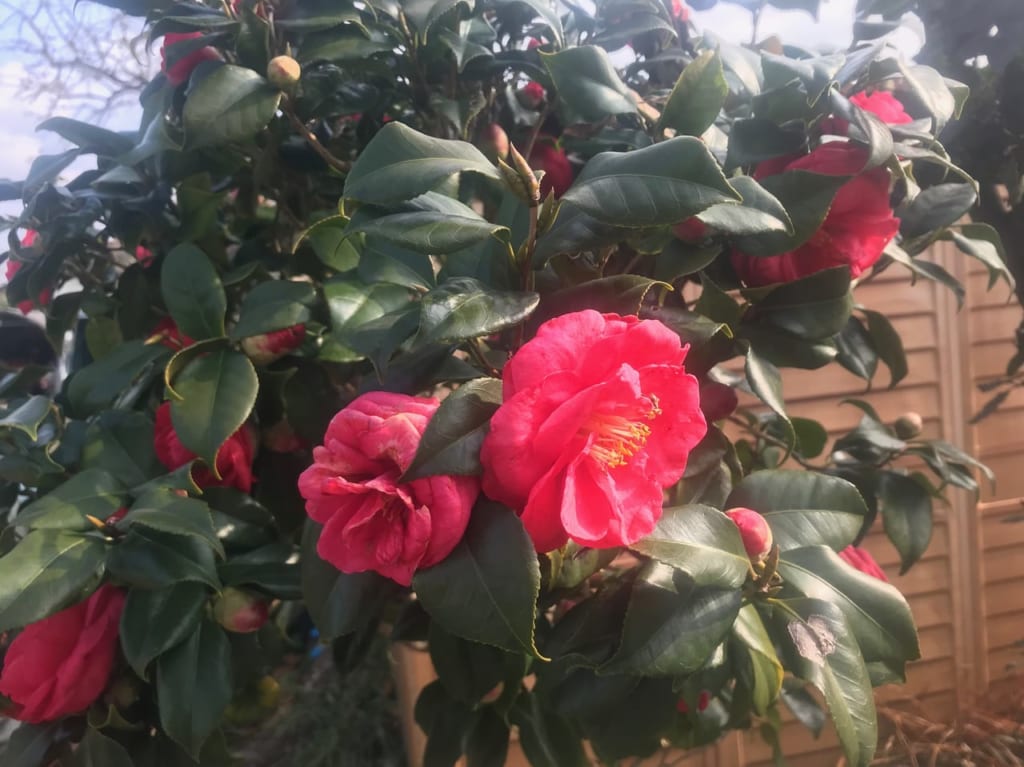 松山市の市花、椿