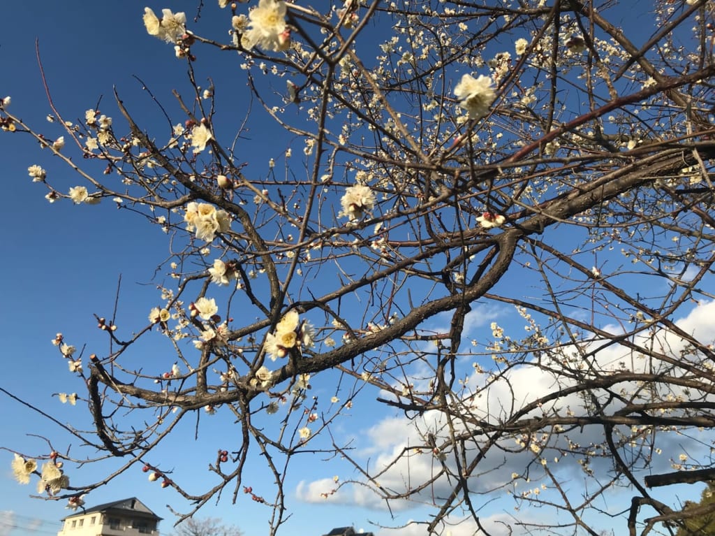 石手川沿いの2月上旬の梅の開花状況