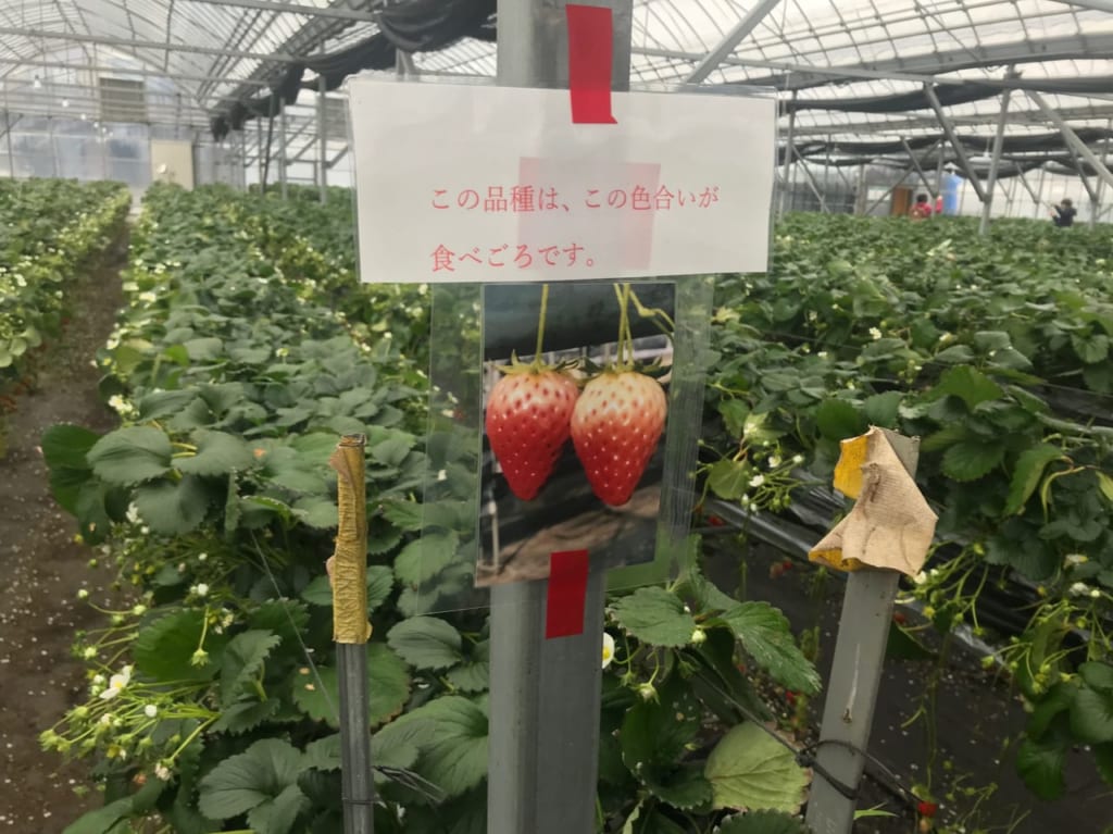 いちごファーム北条