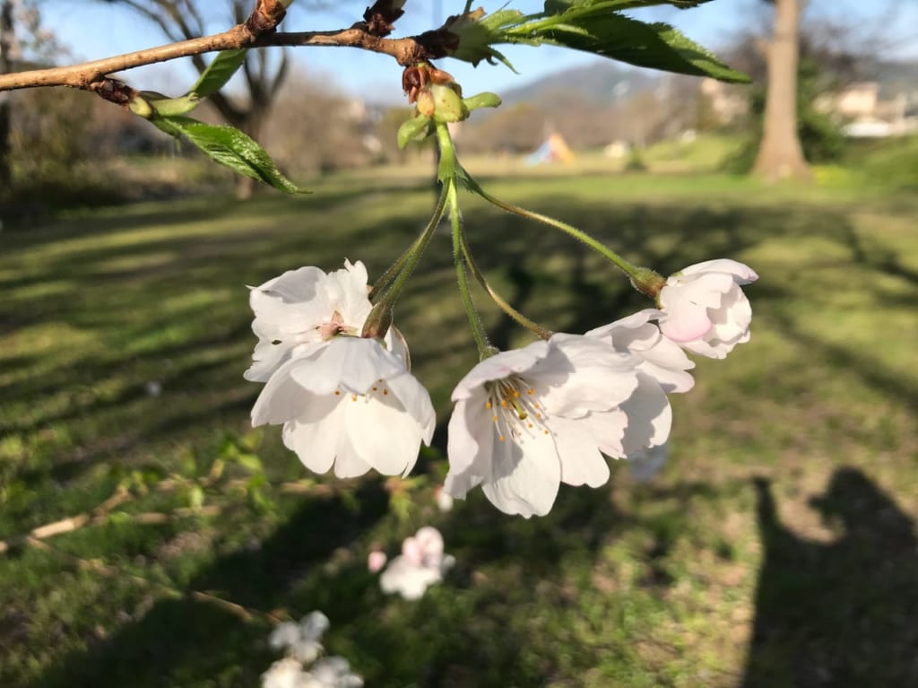 石手川緑地の桜