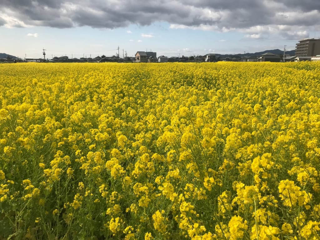見奈良の菜の花