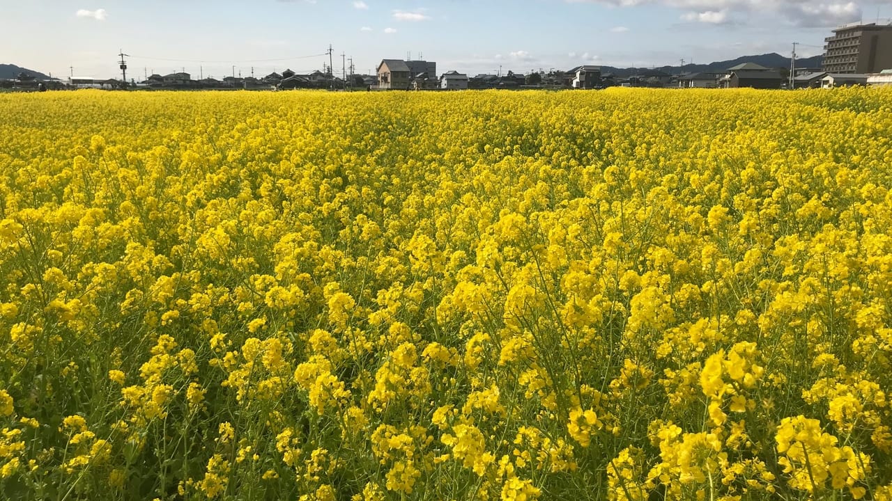 見奈良の菜の花