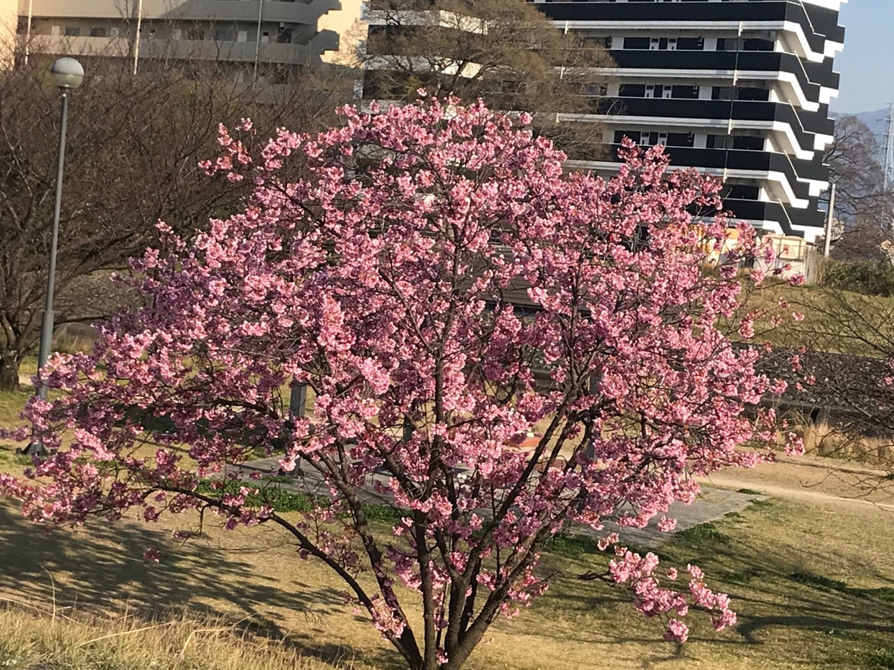 松山市 年桜の開花状況 石手川公園沿い 松山城 道後公園の様子を取材しました 号外net 松山市 中予地方