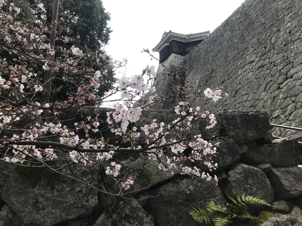 2020年3月26日の松山城の桜