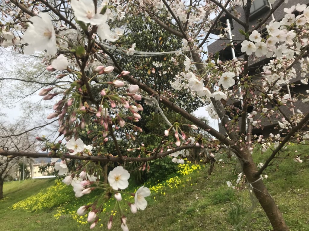 石手川緑地の桜