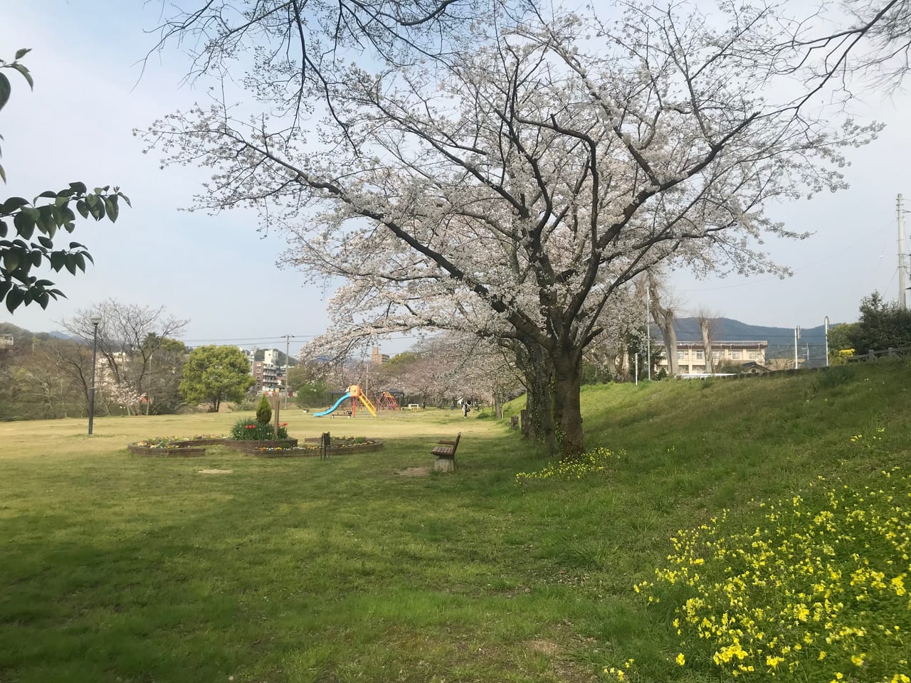 松山市 年4月3日の桜の開花状況 満開はまだ シートを敷いての飲食が伴うお花見は自粛しましょう 号外net 松山市 中予地方