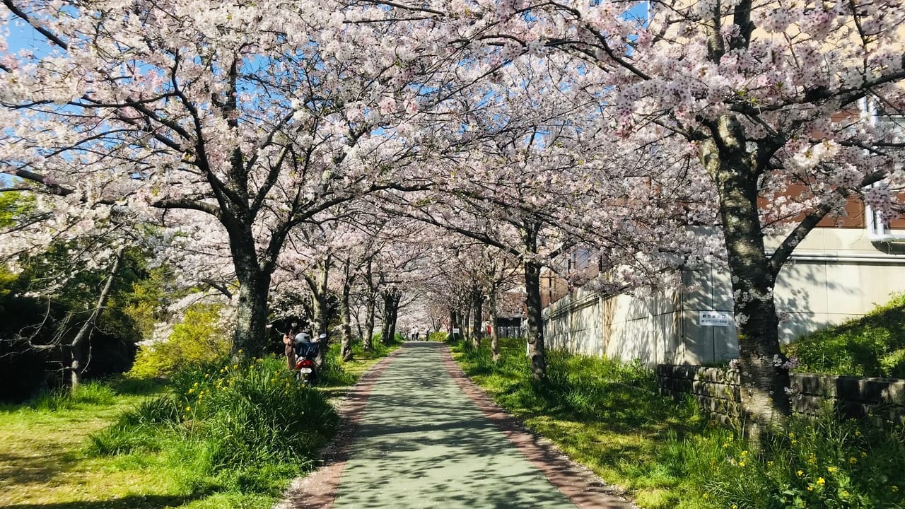石手川緑地の桜