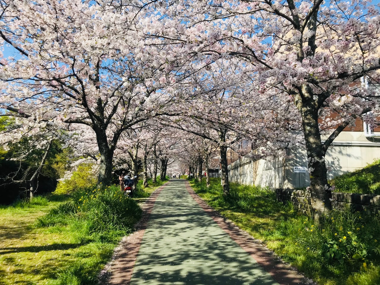 松山市 本当は教えたくない 桜並木の穴場を取材しました お弁当も買いやすく 広く 綺麗 号外net 松山市 中予地方