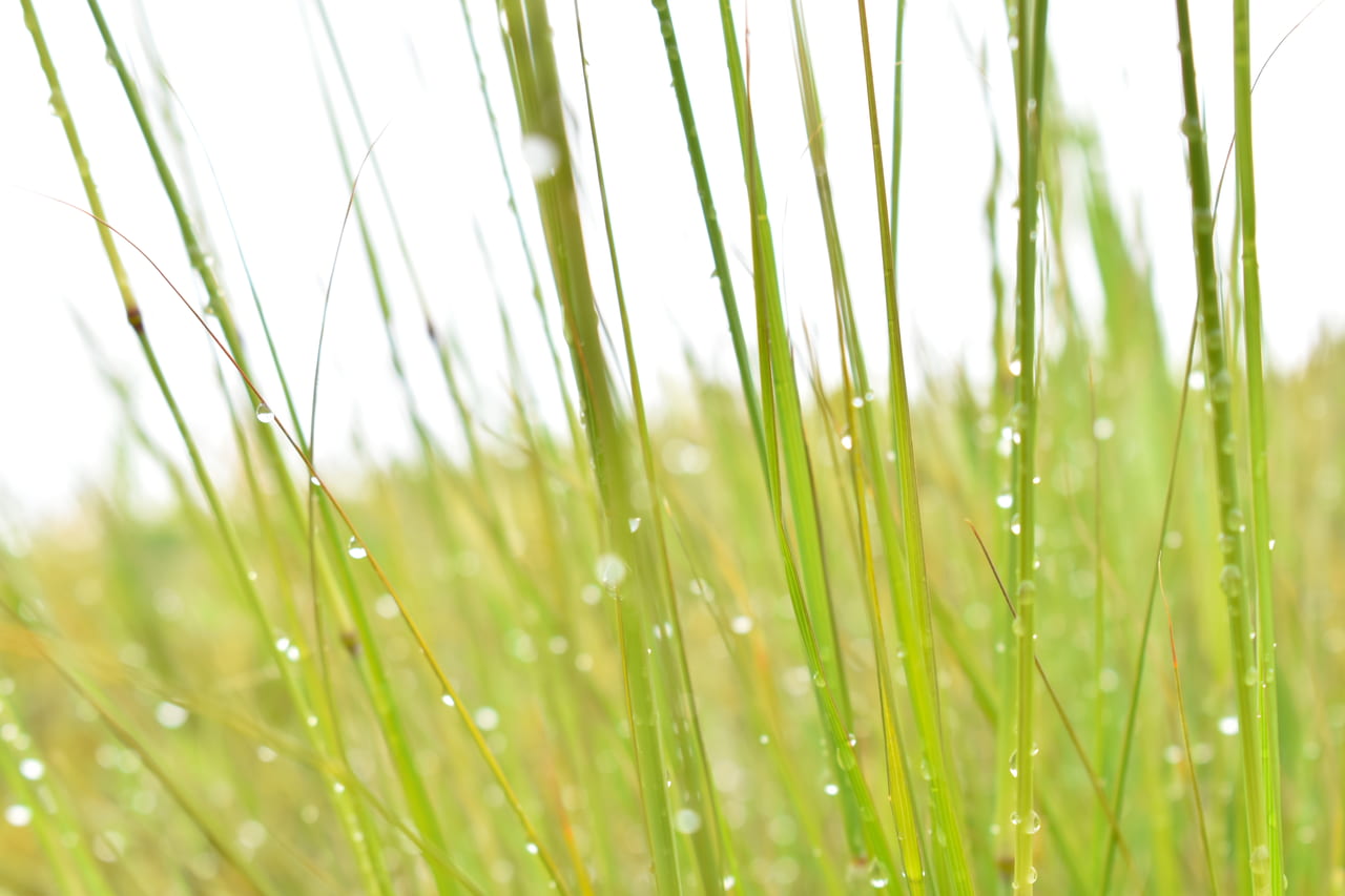 松山市 史上最速 21年5月15日に四国が梅雨入りしました 気をつけるべきことは 号外net 松山市 中予地方