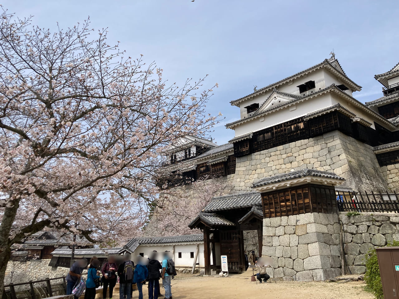 松山城2023年の桜