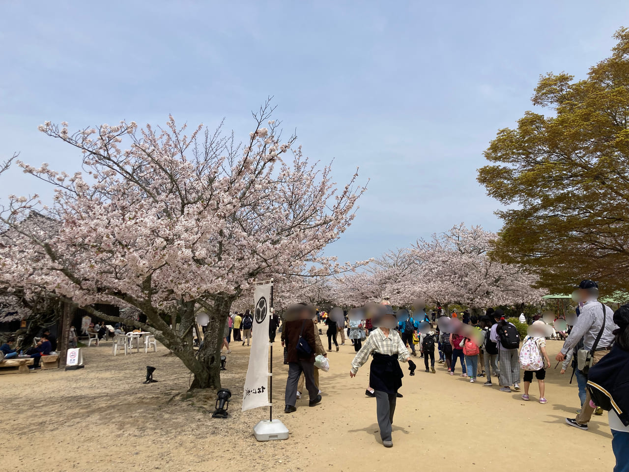 松山城の桜