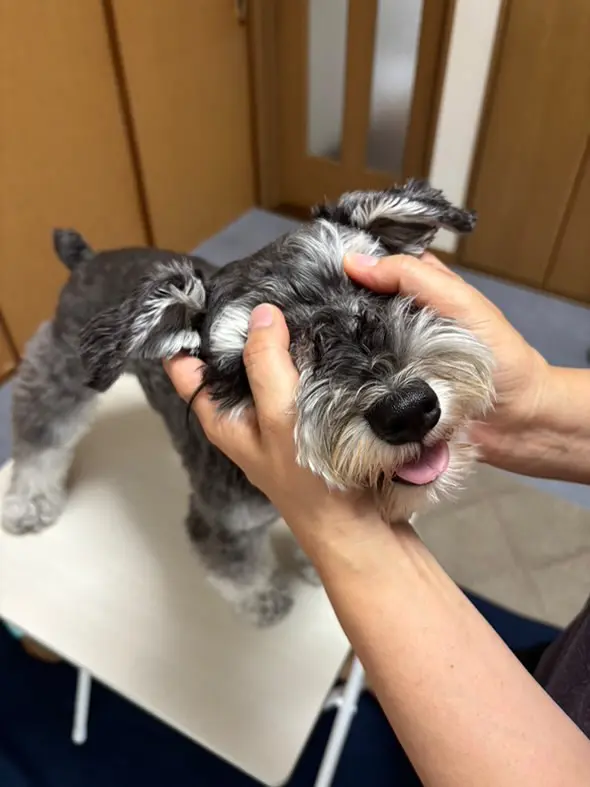 ドッグマッサージ教室